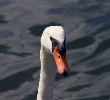 Funny portrait of a male mute swan