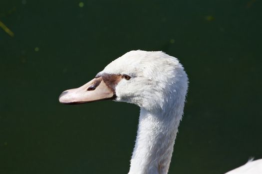 The amazement of a beautiful white mute swan