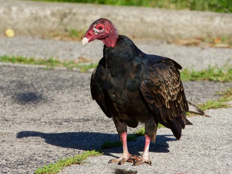 The vulture is searching for the food on the road