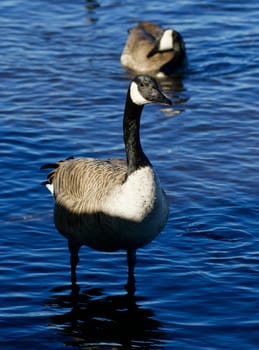 Beautiful close-up of the Canada goose on the sunny evening