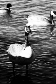 Beautiful black and white close-up of a Canada goose