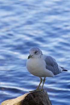 Beautiful close-up of a gull on the rock near the water