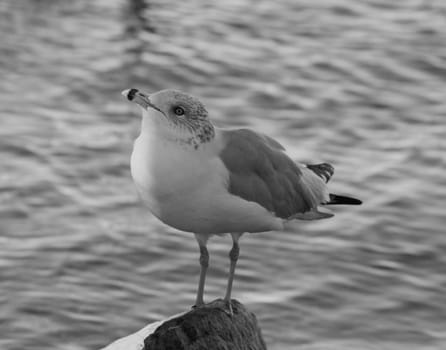Beautiful black and white close-up of a gull looking up