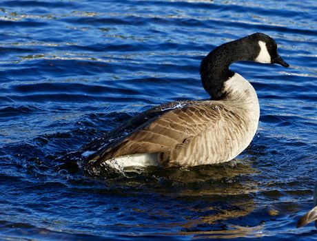 Beautiful close-up of the expressive Canada goose swimming