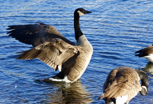 Beautiful Canada goose spreads the wings in front of the other geese