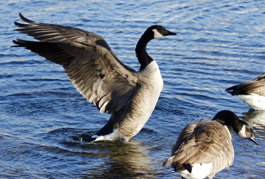 Beautiful close-up of the Canada goose with the wings in the lake