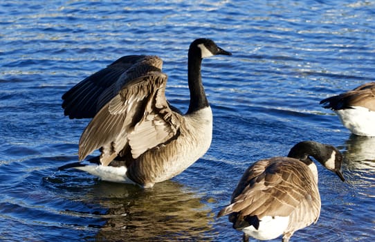 Beautiful Canada geese in the lake on the sunny evening