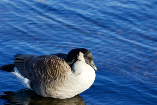 Beauiful background with the cute thoughtful Canada goose