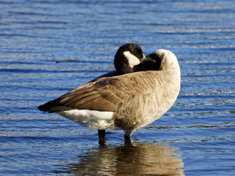 Interesting pose of a Canada goose in the lake