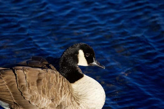 Very beautiful background with the Canada goose in the lake