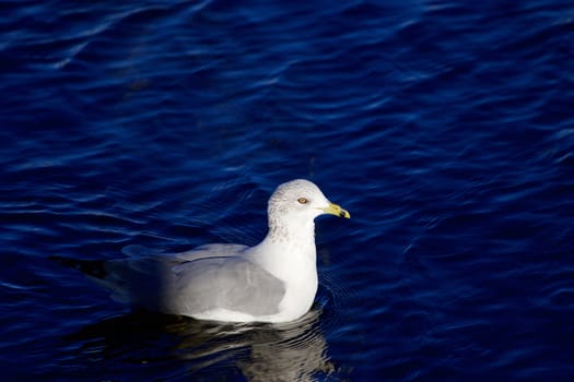 Beautiful gull is moving out of shadow in the lake