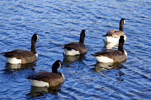 Five Canada geese convoy is going somewhere