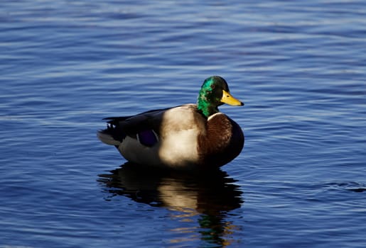 Beautiful mallard in the shadows in the lake