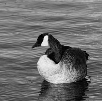 Beautiful black and white close-up of the Canada goose in the lake