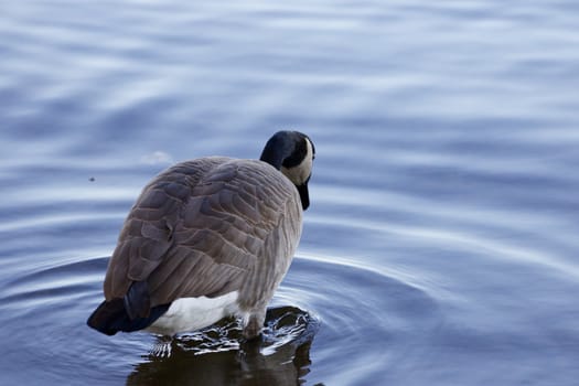 Beautiful background with the Canada goose stepping into the water of the lake