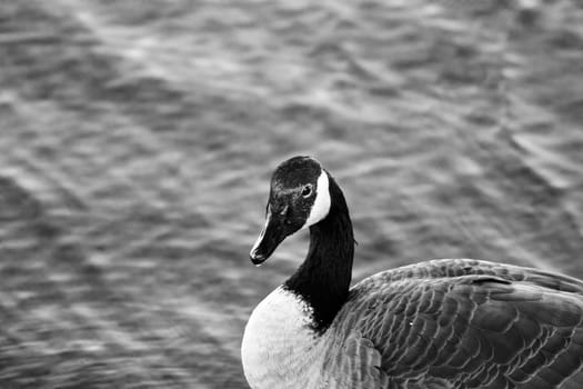 Beautiful black and white close-up of a Canada goose with the water background