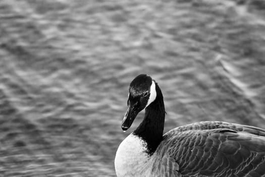 Beautiful black and white background with the calm thoughtful Canada goose