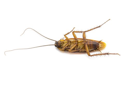 Closeup cockroach isolated on a white background