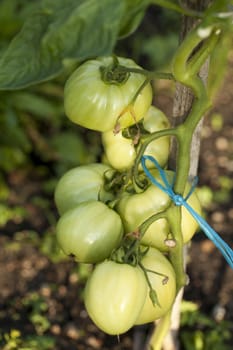 abundance of unripe tomato on bush in garden