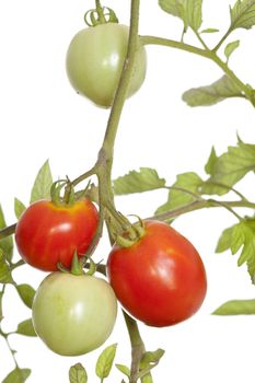 unripe and ripe tomato on bush on white