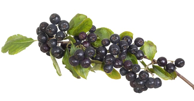 cluster black aronia (Aronia arbutifolia) on white  background