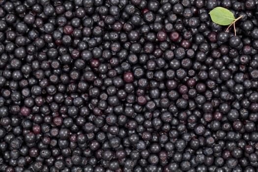 black ripe aronia (Aronia arbutifolia) as background