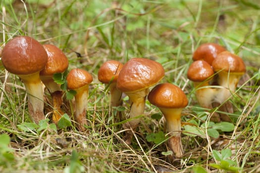 edible mushrooms (Suillus grevillei ) in forest