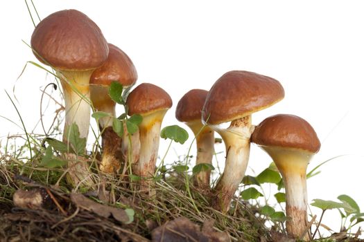 edible mushrooms (Suillus grevillei ) on white background