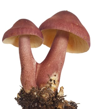 edible mushrooms (Tricholomopsis rutilans) on white background