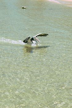 Pelican swimming in the water during the day at Tangalooma Island in Queensland on the west side of Moreton Island.