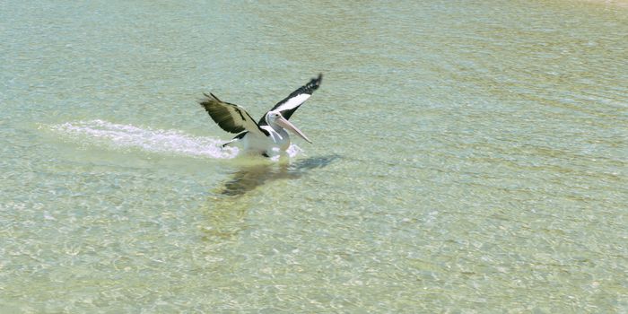 Pelican swimming in the water during the day at Tangalooma Island in Queensland on the west side of Moreton Island.