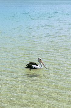 Pelican swimming in the water during the day at Tangalooma Island in Queensland on the west side of Moreton Island.