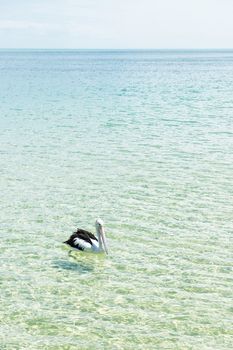 Pelican swimming in the water during the day at Tangalooma Island in Queensland on the west side of Moreton Island.