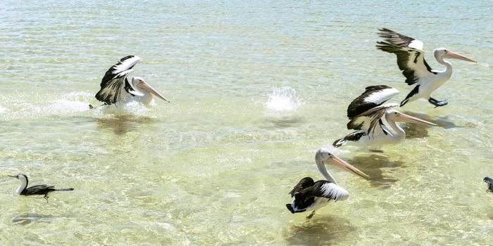 Pelicans swimming in the water during the day at Tangalooma Island in Queensland on the west side of Moreton Island.