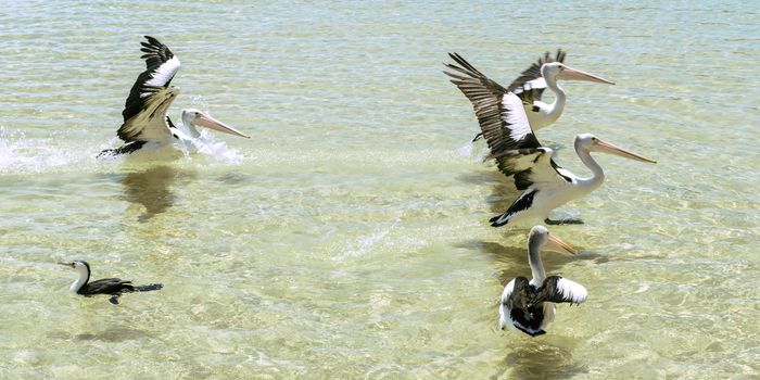 Pelicans swimming in the water during the day at Tangalooma Island in Queensland on the west side of Moreton Island.