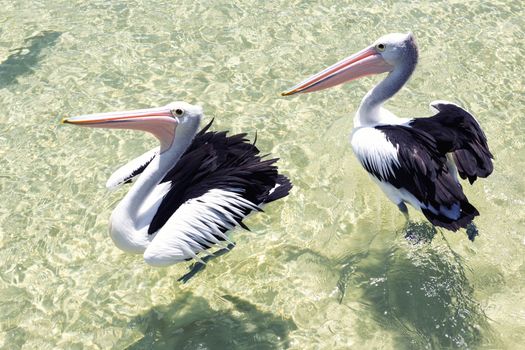 Pelicans swimming in the water during the day at Tangalooma Island in Queensland on the west side of Moreton Island.