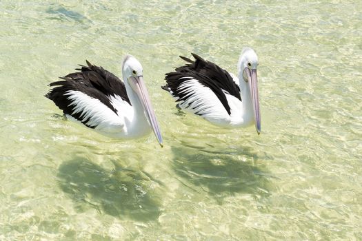 Pelicans swimming in the water during the day at Tangalooma Island in Queensland on the west side of Moreton Island.