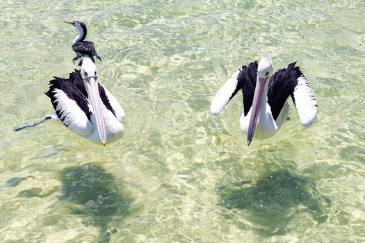 Pelicans swimming in the water during the day at Tangalooma Island in Queensland on the west side of Moreton Island.