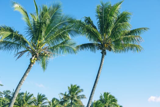 Palm tree on the beach during a bright day