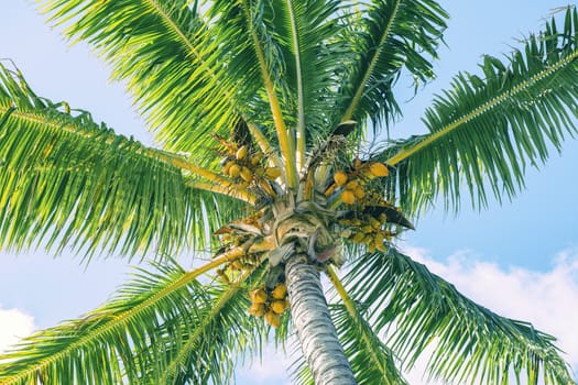 Palm tree on the beach during a bright day