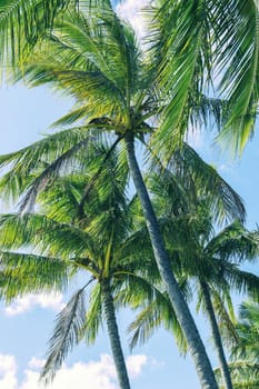 Palm tree on the beach during a bright day