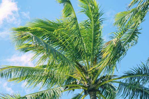 Palm tree on the beach during a bright day