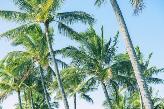 Palm tree on the beach during a bright day