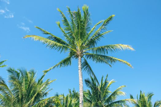 Palm tree on the beach during a bright day