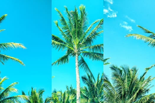 Palm tree on the beach during a bright day. Highly saturated image with a multi panel effect.