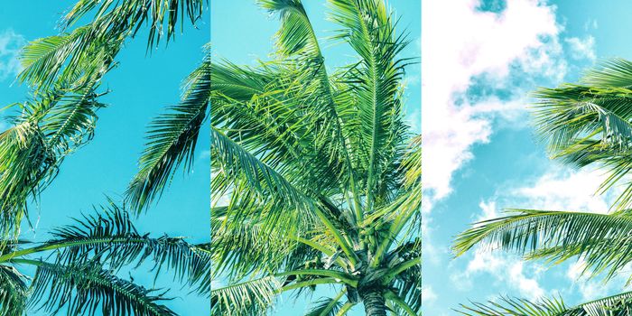 Palm tree on the beach during a bright day. Highly saturated image with a multi panel effect.