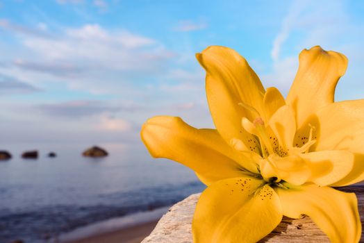 Yellow flower of lily on the seashore