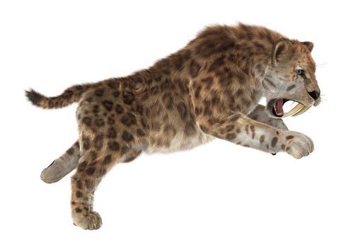 3D digital render of a big cat sabertooth isolated on white background