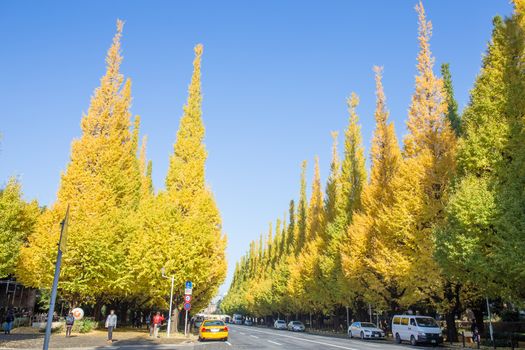 TOKYO, JAPAN - NOVEMBER 21 Icho Namiki Street in Tokyo, Japan on November 21, 2014 The street nearby Meiji Jingu Gaien that has beautiful Ginkgo along the length of the street in autumn