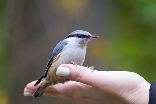 The photo shows a bird nuthatch eats seeds from the hand